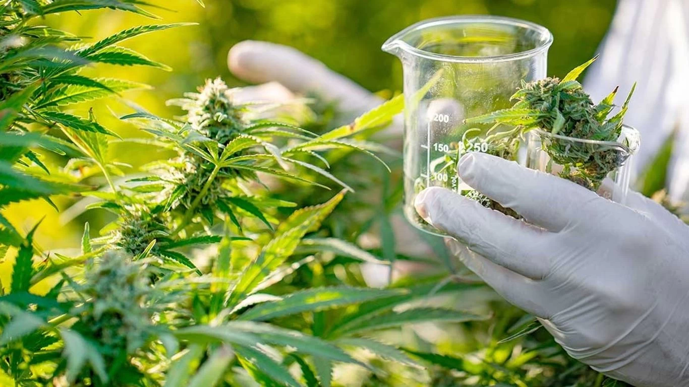 Cannabis: claves del autocultivo y el REPROCANN