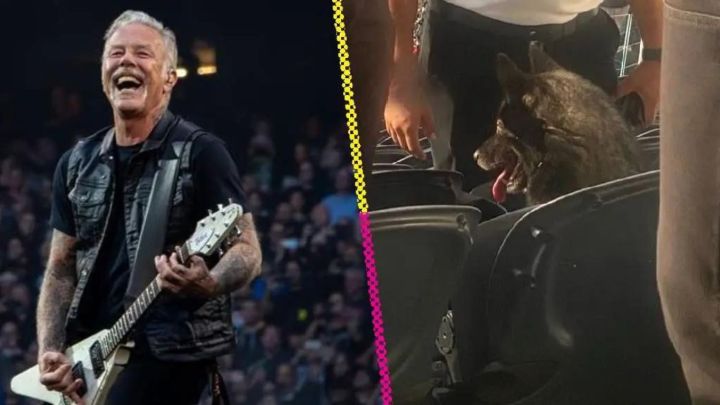 ¿Un perro en un concierto de Metallica?